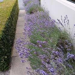 Lavender is excellent
