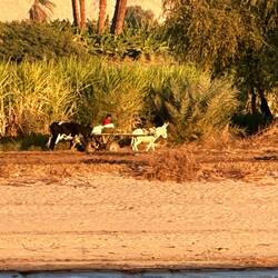 Häufige Bewegungsart