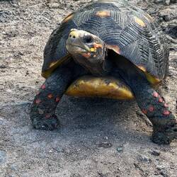 unterwegs begegneten wir einer Rotfuss Schildkröte