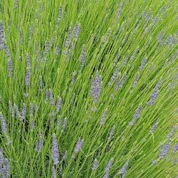 Les lavandes sont magnifiques ici ❤️