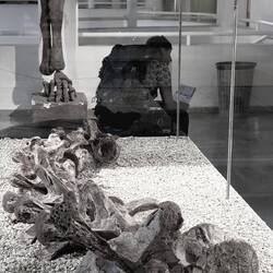 Museum of Natural Sciences & Antropology