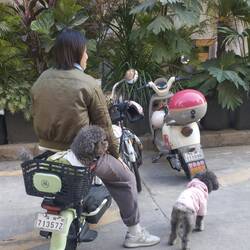 Loads of electric scooters about some with doggy passengers