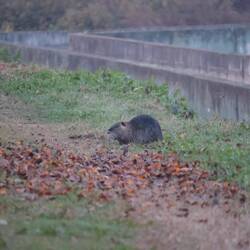 Bisamratten (vermutlich)