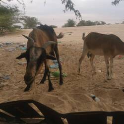 Die Ziegen haben Interesse an meinem Fahrrad
