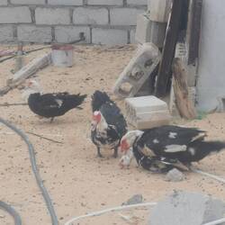 Die Enten sind gerade bei der Paarung