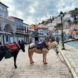 Überall Nutztiere, da keine Autos