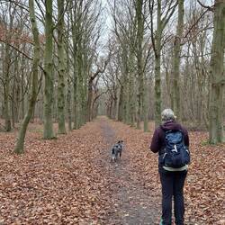 Aus der Buchen- wird eine Eichenallee.