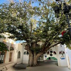 Welch ein schöner alter Baum