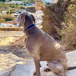 Auch unser Wotan erklomm das Ziel 🦮