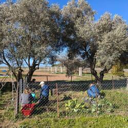 So viele freiwillige Helfer im Gemüsegarten