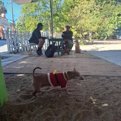 Weihnachtshund in Los Barriles