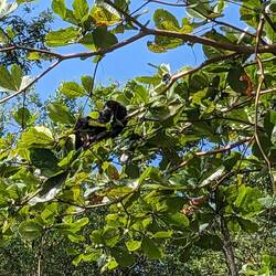 Affen in den Bäumen