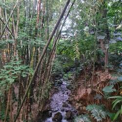 Random bits of Medellín have streams and bamboo forests running through them