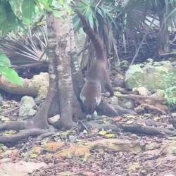 Weissrüssel-Nasenbär