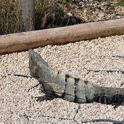 Gemeiner Schwarzleguan