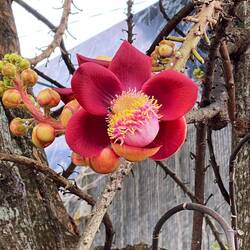 Für Ursina - krasse Orchidee!