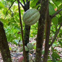 Die grüne Kakaofrucht - es gibt Rot und Grün