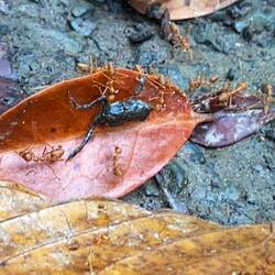 Wieder für Sandro - Feuerameisen transportieren ein Fröschli