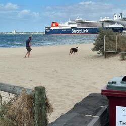 It's a dog beach in this section