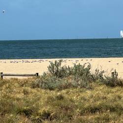 Seagulls know the wind will soon be up