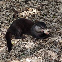 Brooklands Zoo