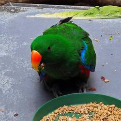 Brooklands Zoo