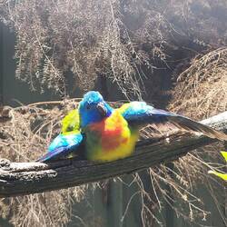 Scarlet chested Parrot