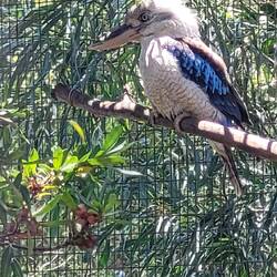 Blue-winged Kokkaburra