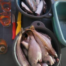Fresh Fish from the sea