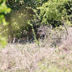 Der gut versteckte Löwe