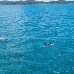 Common Dolphins