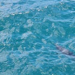 Common Dolphins