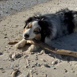 Lots of driftwood here