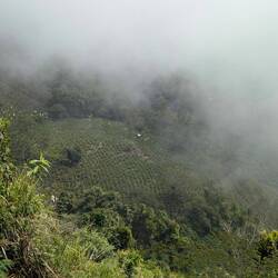 Everything grows at set altitudes. Coffee needs the cool mists.