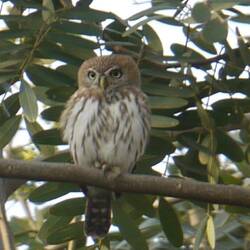 Pearl-spotted-Owl