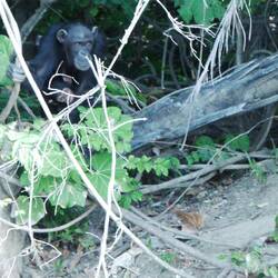 Der erste Chimpansen taucht auf