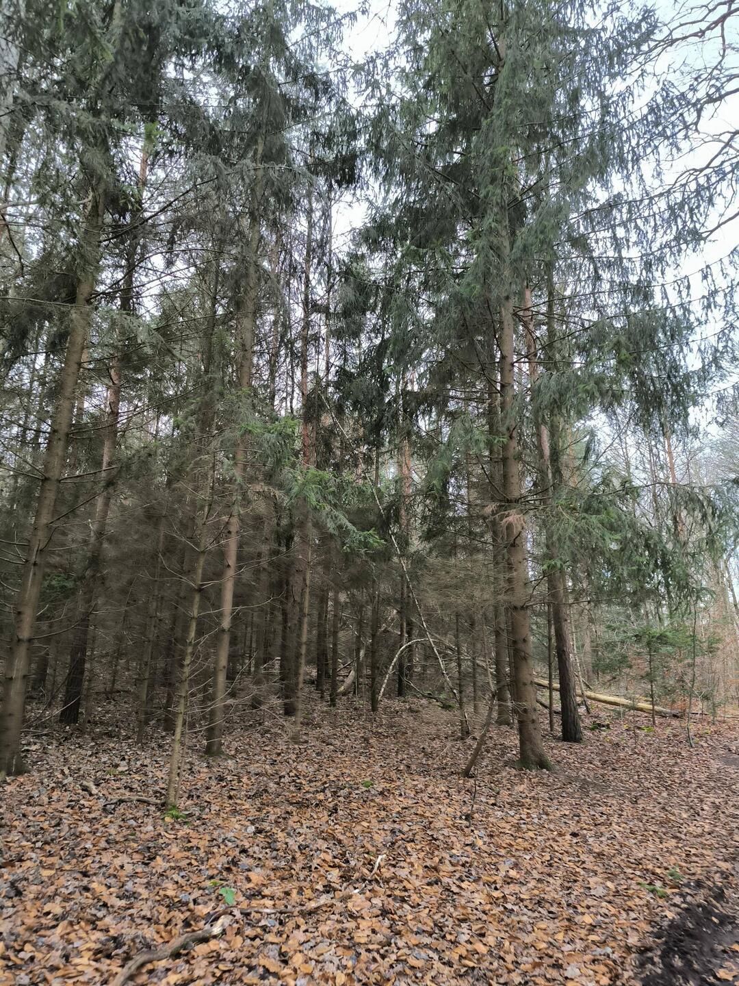 Heide