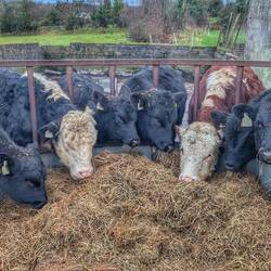 Last feed of the evening before dark