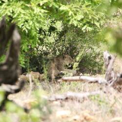 Kurz nach den Elefanten kamen die Löwen