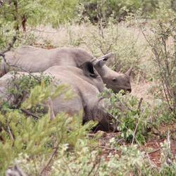 Und dann auch noch die Nashörner