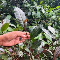 Camellia sinensis (Teepflanze)