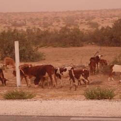 Das erste Mal seit Überquerung des Atlas, dass ich Rinder weiden sehe - die Wüste ist geschafft!