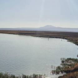 Ein paar unserer pinken Freunde 🦩