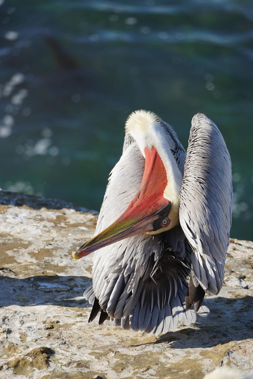 Schräger Vogel dieser Pelikan.