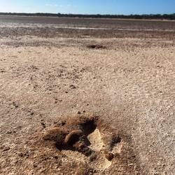 Ein Emu ist über den See gewandert