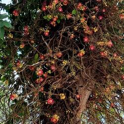 Der Kanonenkugelbaum