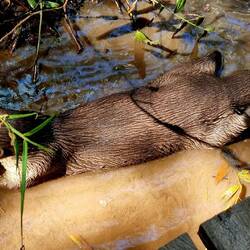 Otter Oishi wird gefüttert