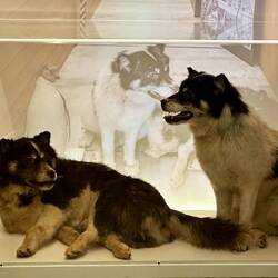 Moby & Welf were 2 of the last 6 huskies