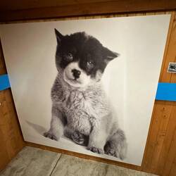 Best known of the pups, Blizzard