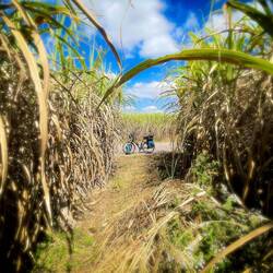Zuckerrohr-Plantagen soweit das Auge reicht.